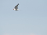2016-05-07 15h12m42 - Visdiefje - Pierre Bernard